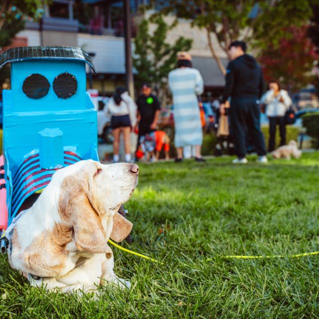 Pet Parade San Antonio 2025-97